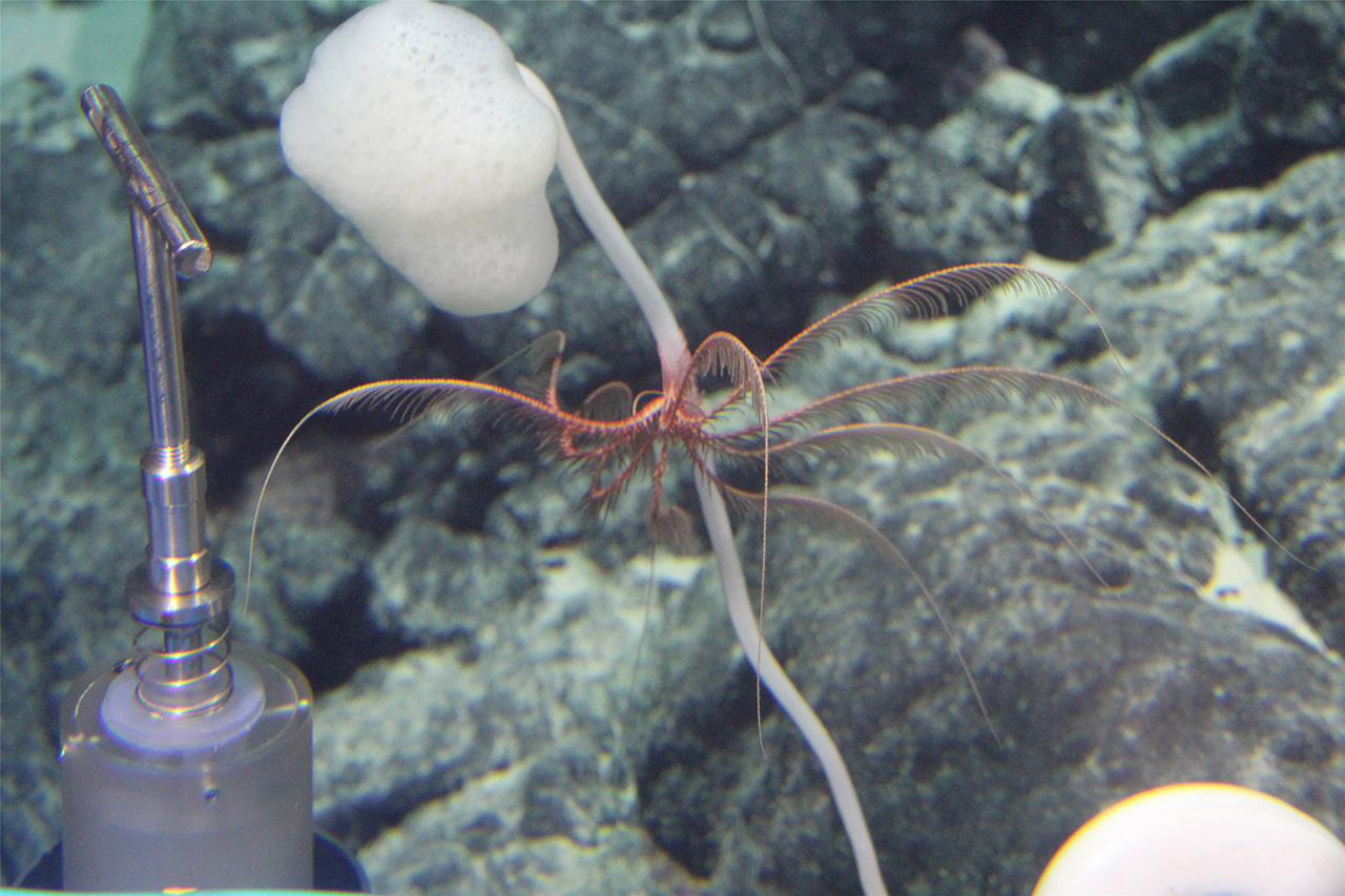  ??????? "????????" ???? ???? ?? ?????? ???????   