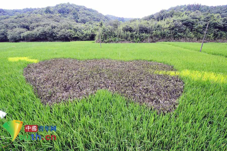 ???? ???? ????? ?????? " ??? ???????????" ?????? ??????? ???????