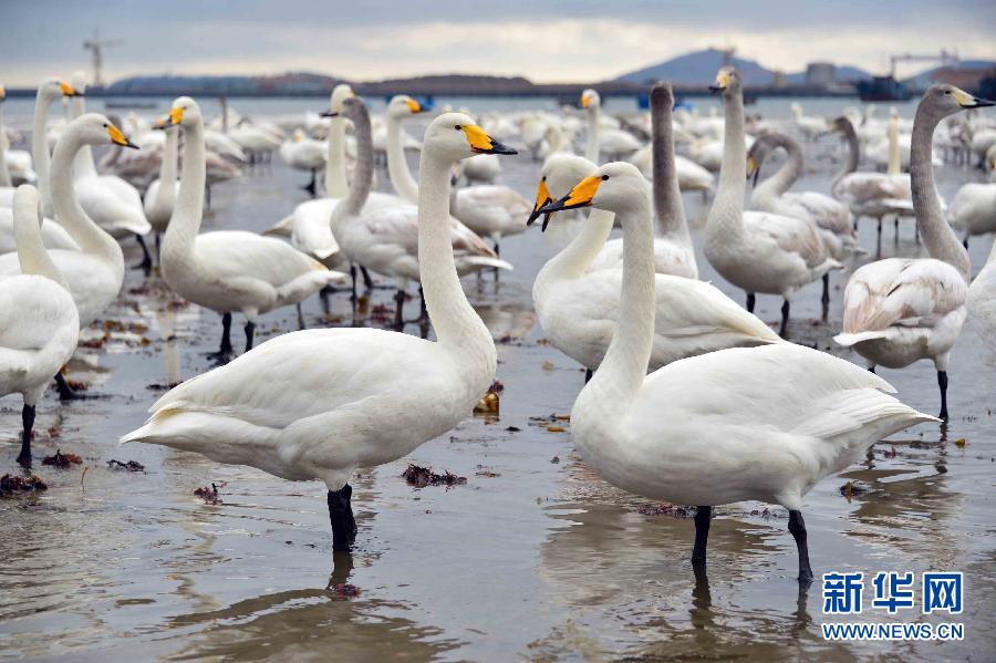 ????? ???????: ????? ????? ?????? ???? ???? ?? ?????? ???????