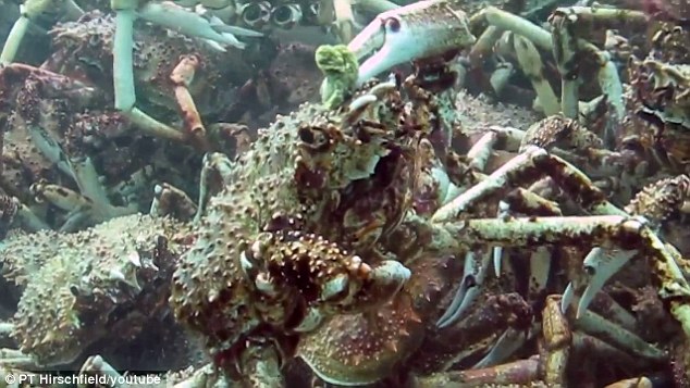  " ????? ???????? ????????" .. ?????? ???? ?? ????????