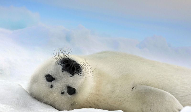 ????? ???...??? ??? ????? ???? ????