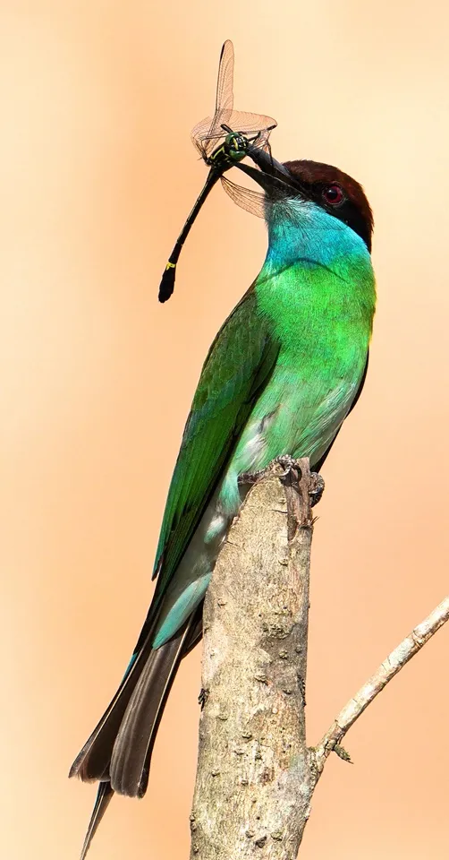 ??? ????? ???? ?????? ???? ???? ?????