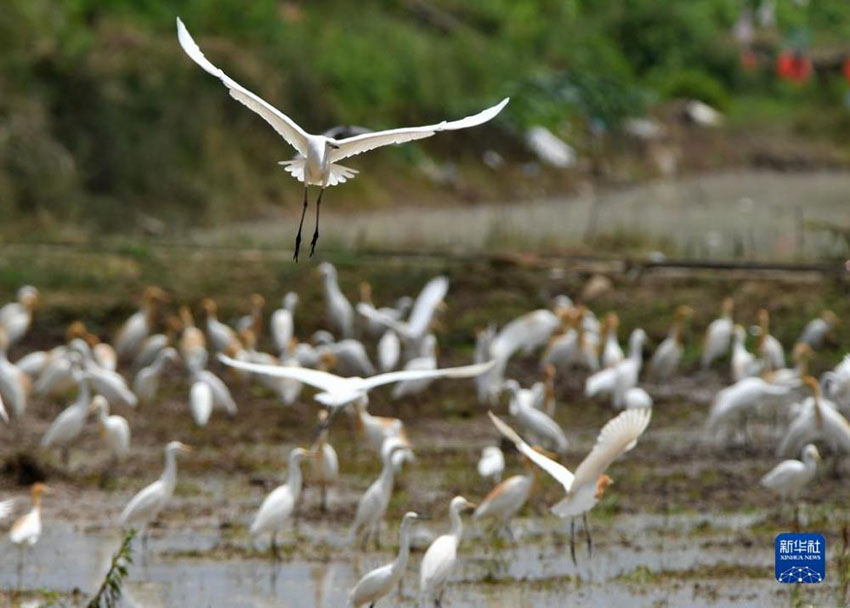 ??????: ???? ?????? ????? ???????