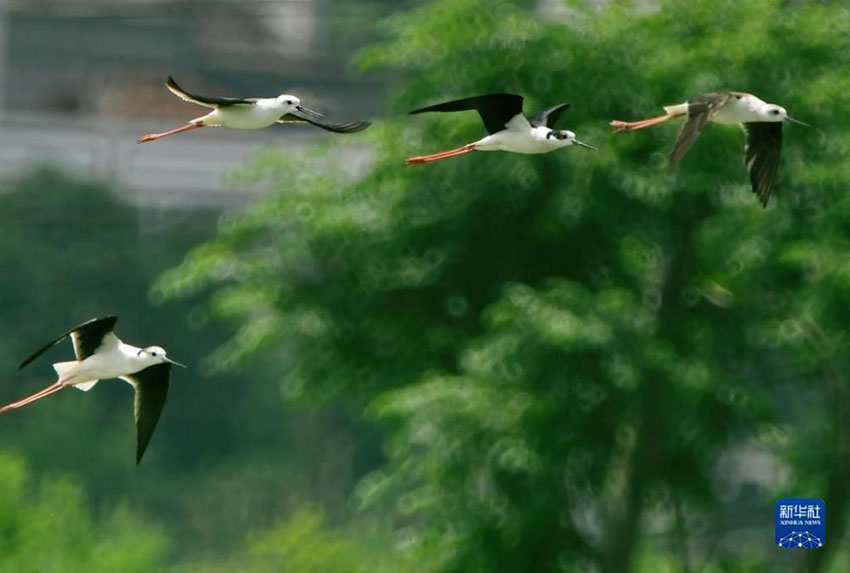 ??????: ???? ?????? ????? ???????