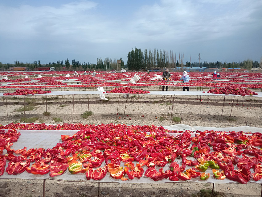 ???? ???? ?? ?????? ???????? ????????