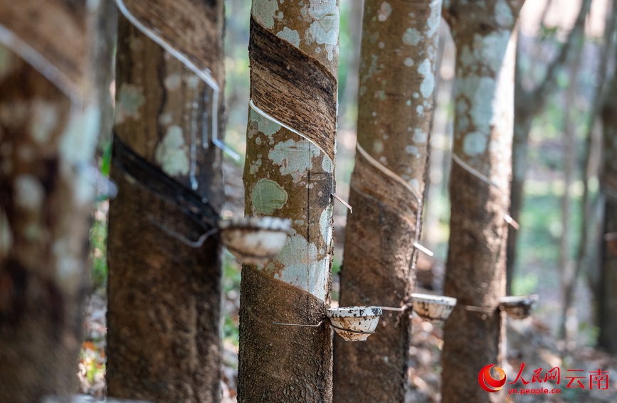 ????? ???????? ??? ?????? ?? ?????? ???????