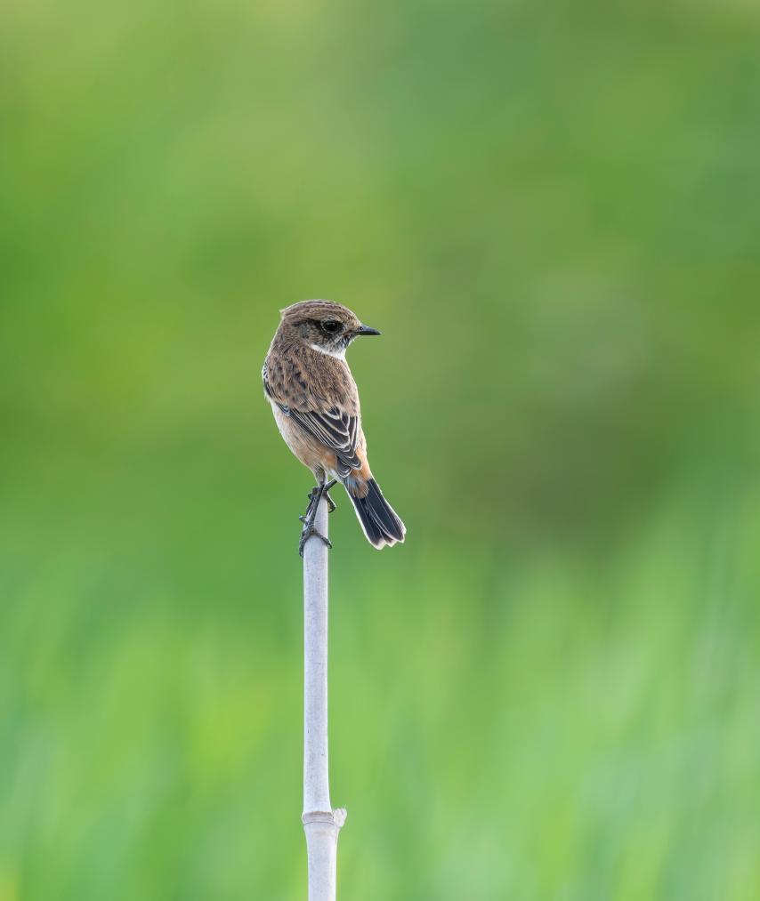 ??????: ???? ?????? ?? ???? ???? ?????