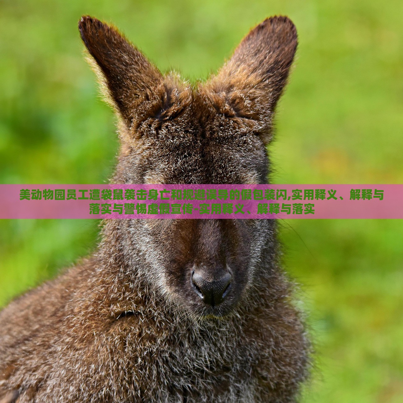 美動(dòng)物園員工遭袋鼠襲擊身亡和規(guī)避誤導(dǎo)的假包裝閃,實(shí)用釋義、解釋與落實(shí)與警惕虛假宣傳-實(shí)用釋義、解釋與落實(shí)