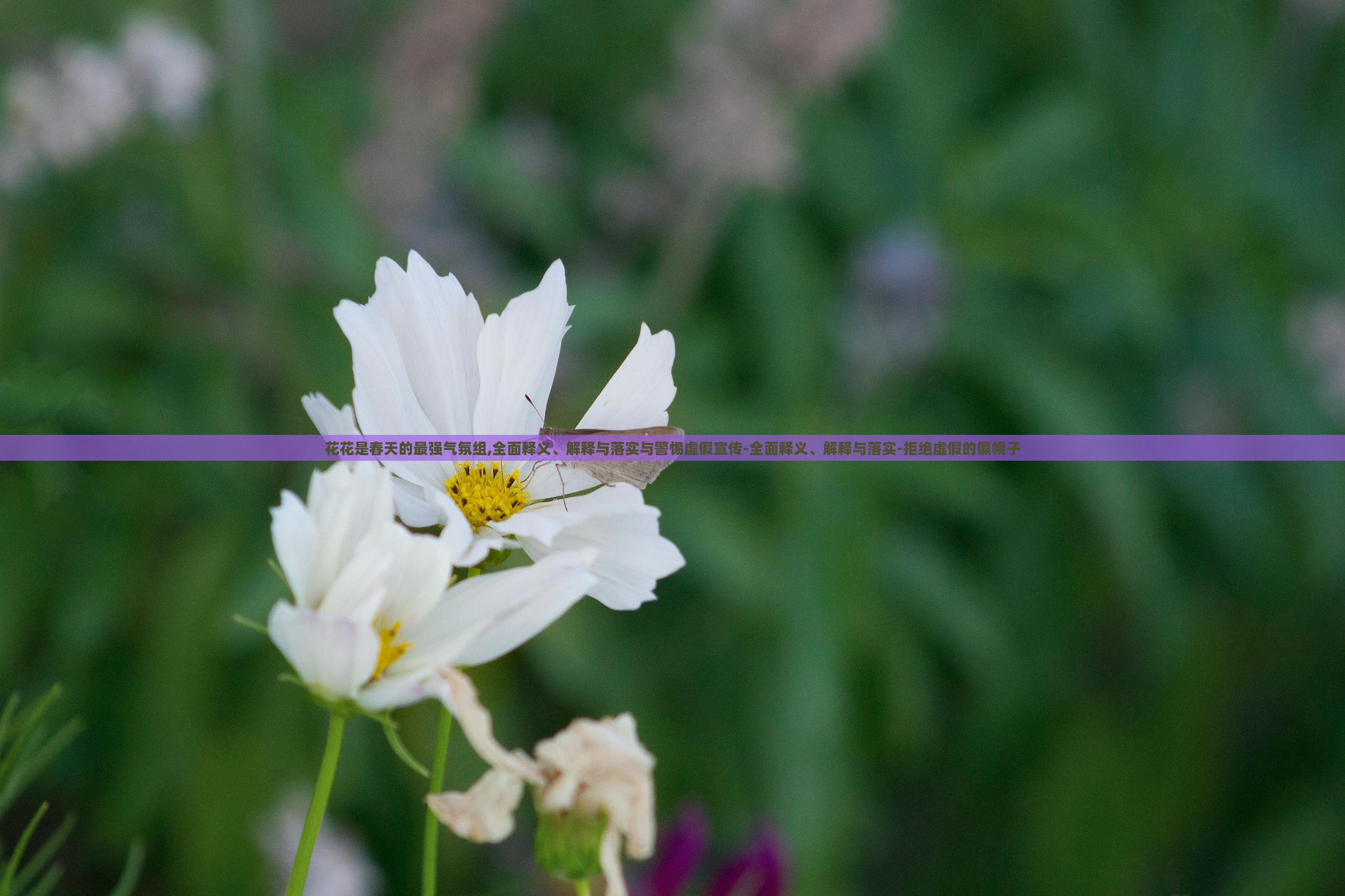 花花是春天的最強(qiáng)氣氛組,全面釋義、解釋與落實與警惕虛假宣傳-全面釋義、解釋與落實-拒絕虛假的假幌子