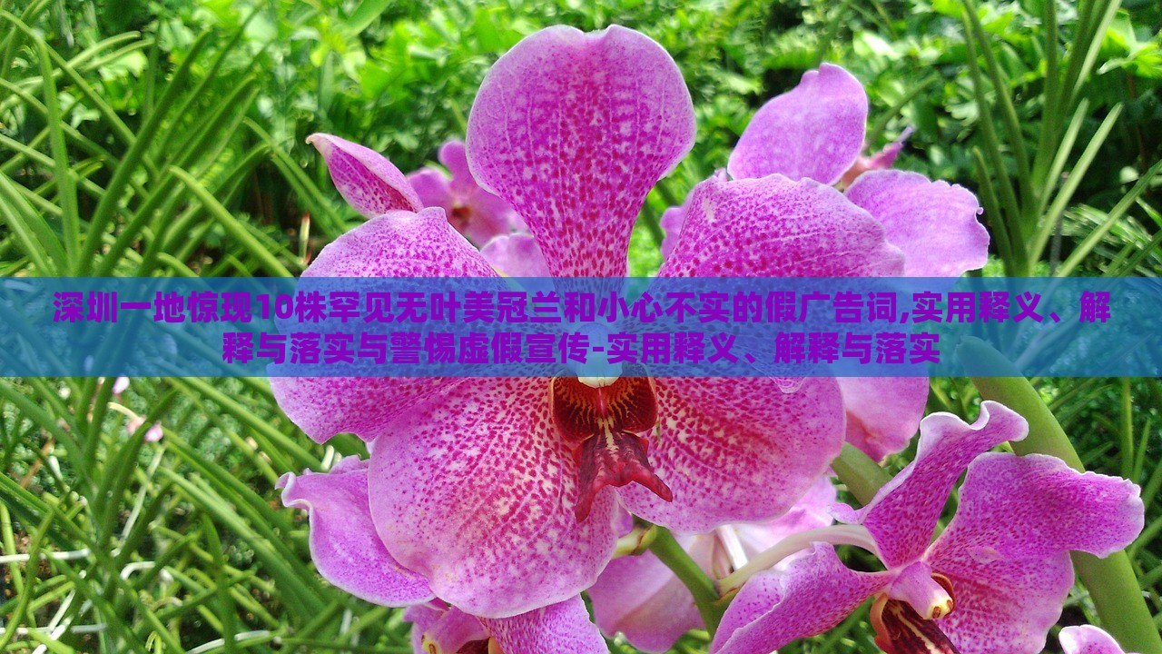 深圳一地驚現(xiàn)10株罕見無葉美冠蘭和小心不實的假廣告詞,實用釋義、解釋與落實與警惕虛假宣傳-實用釋義、解釋與落實 深圳一地驚現(xiàn)10株罕見無葉美冠蘭和小心不實的假廣告詞,實用釋義、解釋與落實與警惕虛假宣傳-實用釋義、解釋與落實